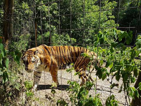 Bear Creek Exotic Wildlife Sanctuary